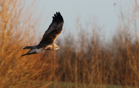 Marsh Harrier - Mark Huddleston