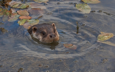 Otter