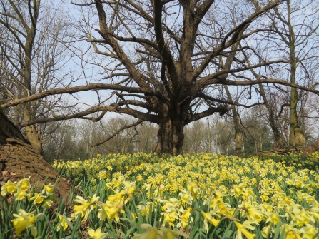 Warley Place spring bulb spectaular