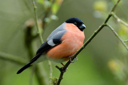 Bullfinch  Photo credit- wildbirdseeds.co.uk