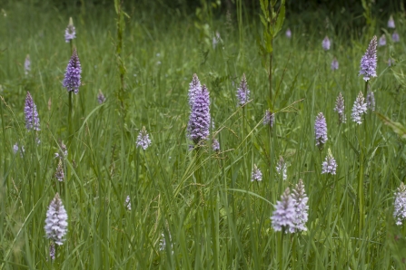 Common Spotted Orchids 