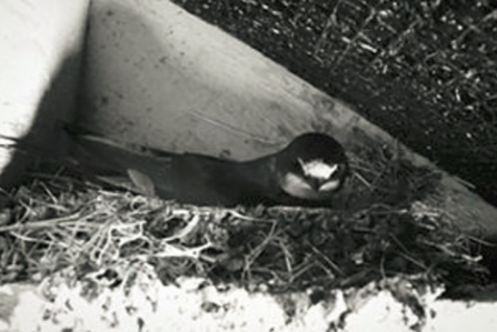 Swallow webcam