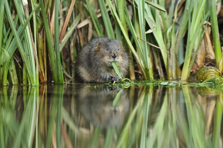 Water Vole eating Terry Whittaker 2020 Vision