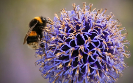 Buff-tailed Bumblebee