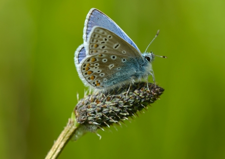 Common Blue Butterfly