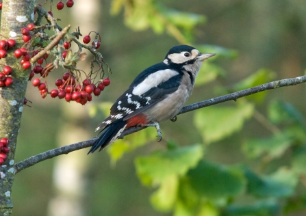 Great Spotted Woodpecker 