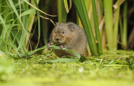 Water Vole