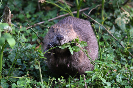 Beaver