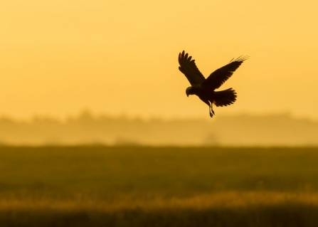 Marsh Harrier