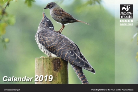 Cuckoo chick