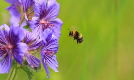 Early Bumblebee approaching flower