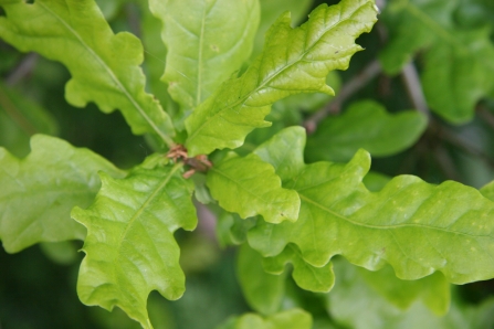 KS12 Trees and Plants