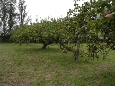 Grounds Development Orchard and Apple days