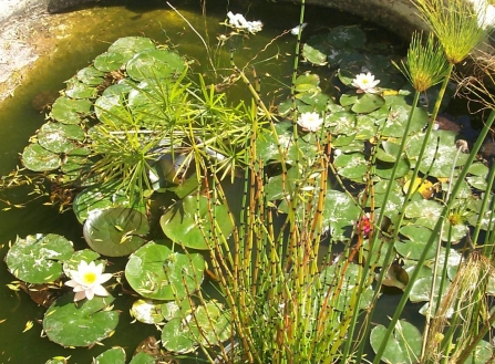 Grounds Development Pond