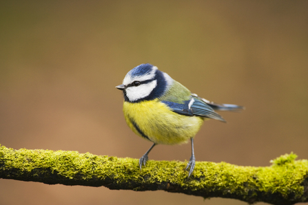 Blue Tit