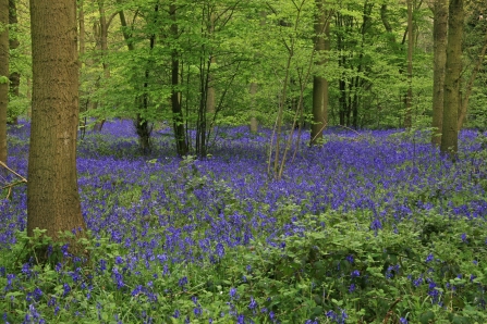 Hanningfield Bluebells