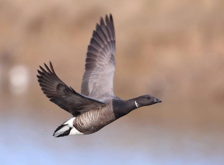 Brent Goose 