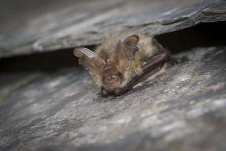 Brown Long Eared Bat