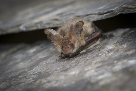 Brown Long Eared Bat