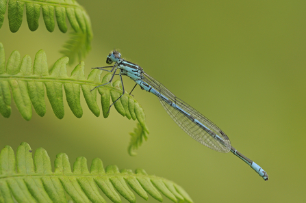 Common Blue Damselfly