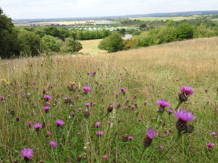 Langdon Grassland