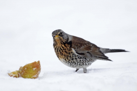 Fieldfare