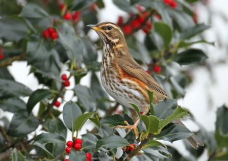 Redwing