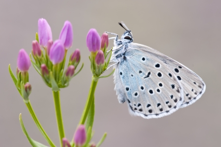 Large blue butterfly