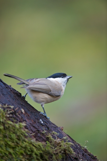 Marsh Tit