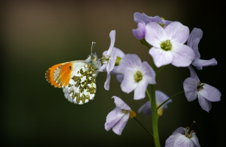 Orange tip on cuckoo flower