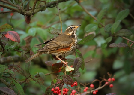 Redwing