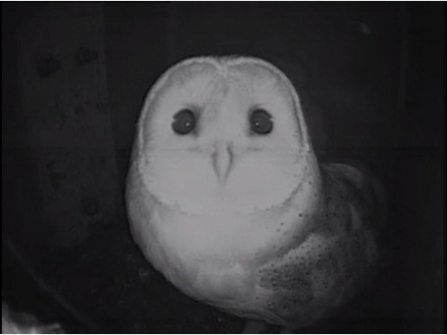 Barn Owl webcam