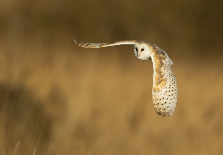 Barn Owl