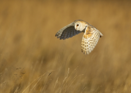 Barn Owl Danny Green 2020VISION