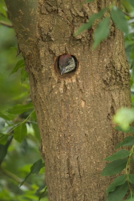 Green Woodpecker 