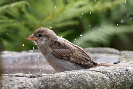 House Sparrow in bird bath