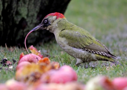 Green Woodpecker