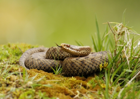 Adder