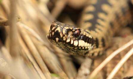 Adder