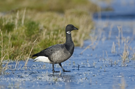 Brent Goose - David Tipling 2020VISION