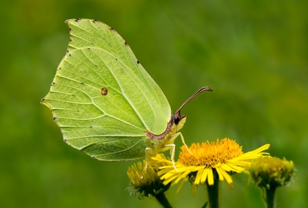 Brimstone Butterfly