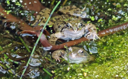 Common Frogs Courting