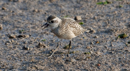 Grey Plover