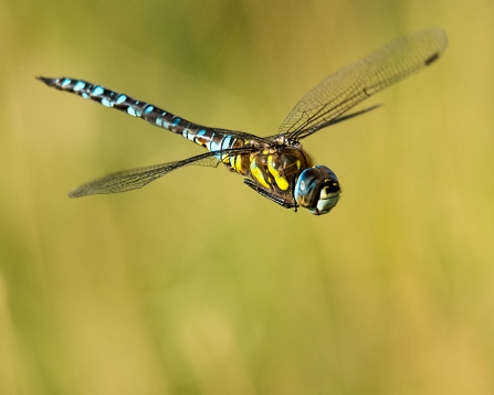 Dragonfly by Peter Hewitt