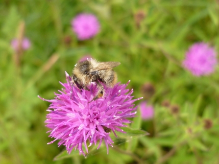 Shrill Carder Bee