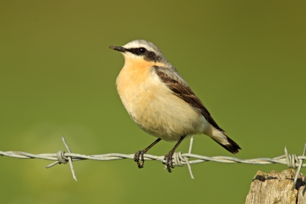 A migrant male wheatear (Oenanthe oenanthe), Essex, UK