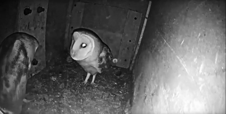 Barn Owl webcam 