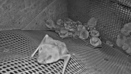 Bat Webcam