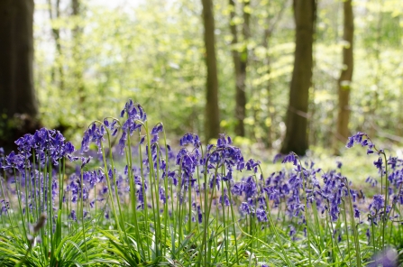 Bluebells