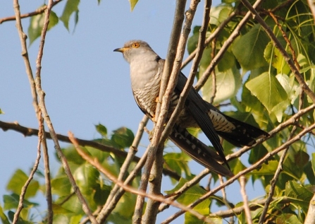 Cuckoo